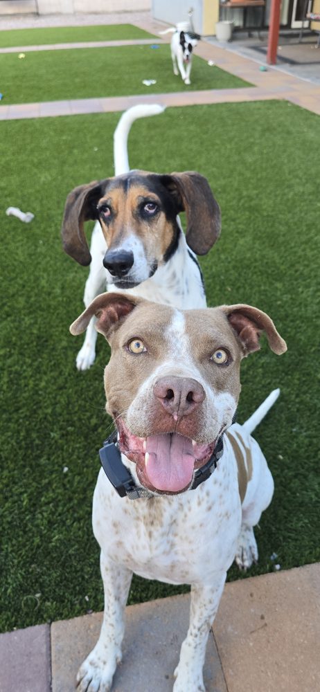 Bruno, Bubba & Hank