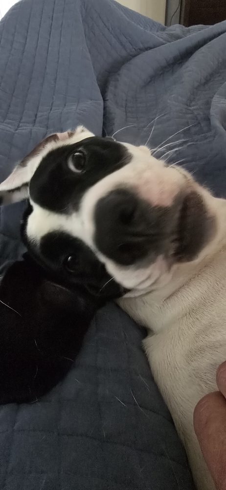 Hank
